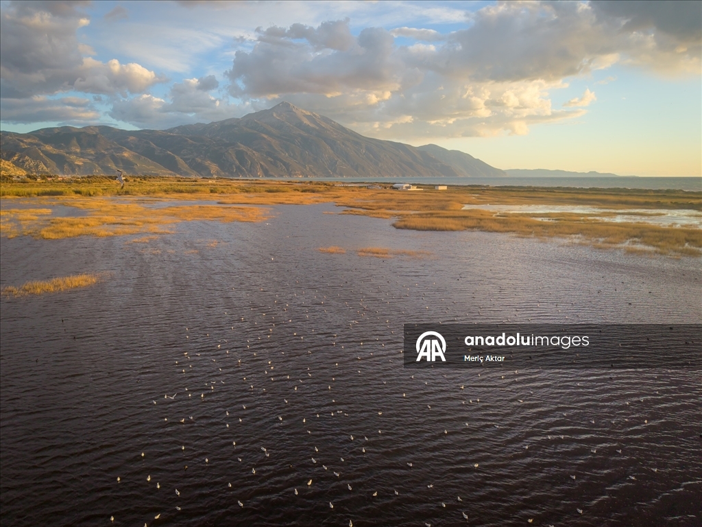 Milleyha Sulak Alanı göçmen kuşlara ev sahipliği yapıyor