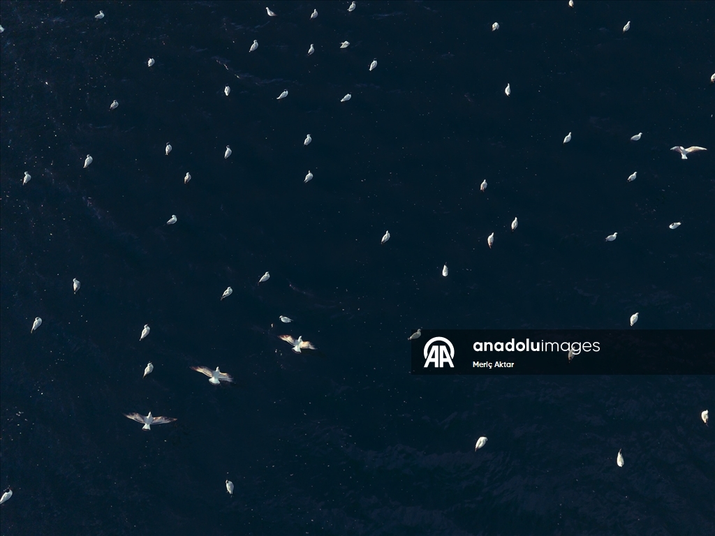 Milleyha Sulak Alanı göçmen kuşlara ev sahipliği yapıyor