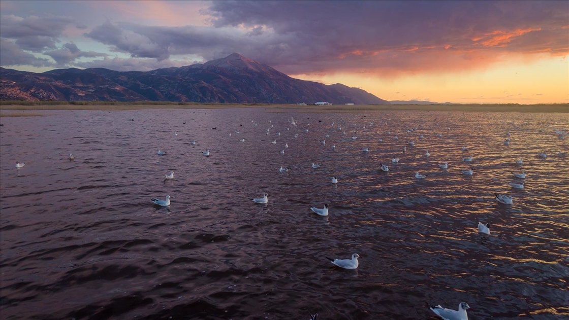 Milleyha Sulak Alanı göçmen kuşlara ev sahipliği yapıyor