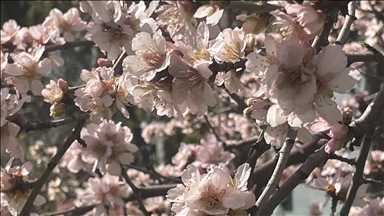 Bolu'da meyve ağaçları çiçek açtı