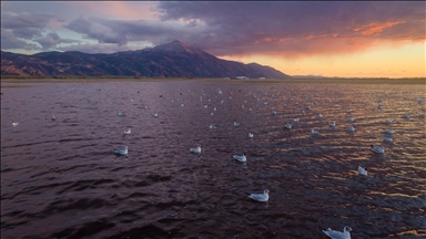 Milleyha Sulak Alanı göçmen kuşlara ev sahipliği yapıyor