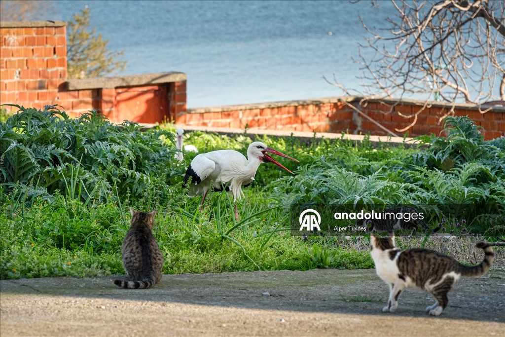 Yaren Leylek bu kez eşiyle görüntülendi