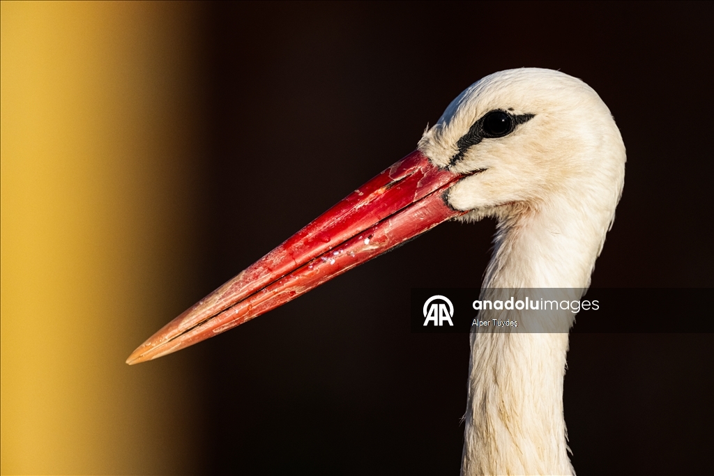 Yaren Leylek bu kez eşiyle görüntülendi