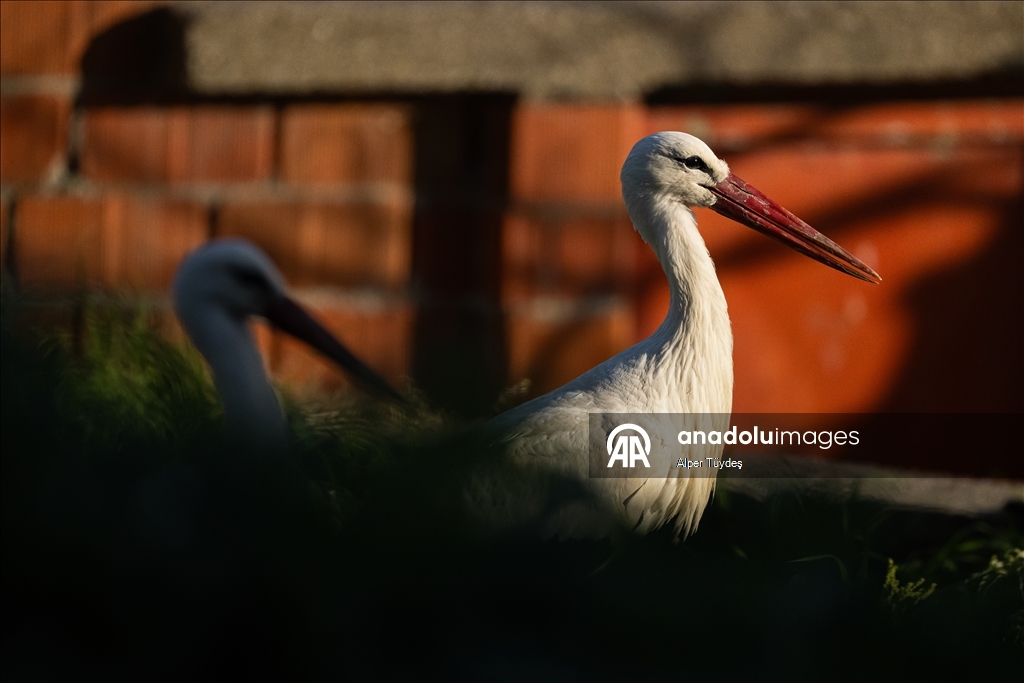 Yaren Leylek bu kez eşiyle görüntülendi