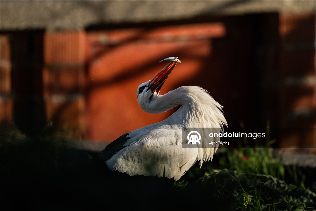 Yaren Leylek bu kez eşiyle görüntülendi