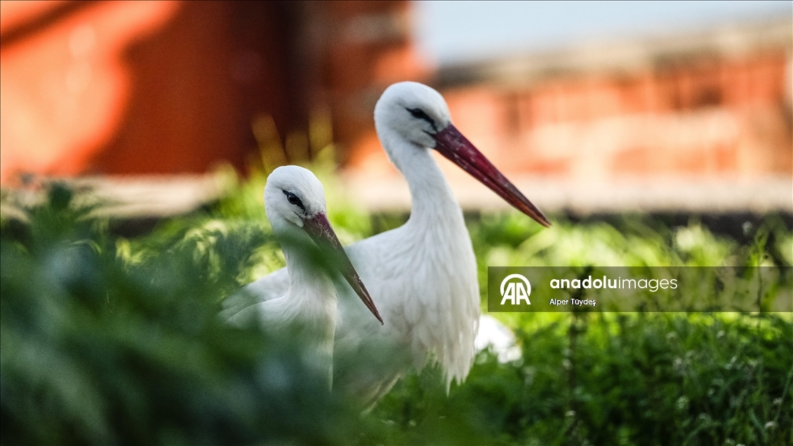 Yaren Leylek bu kez eşiyle görüntülendi