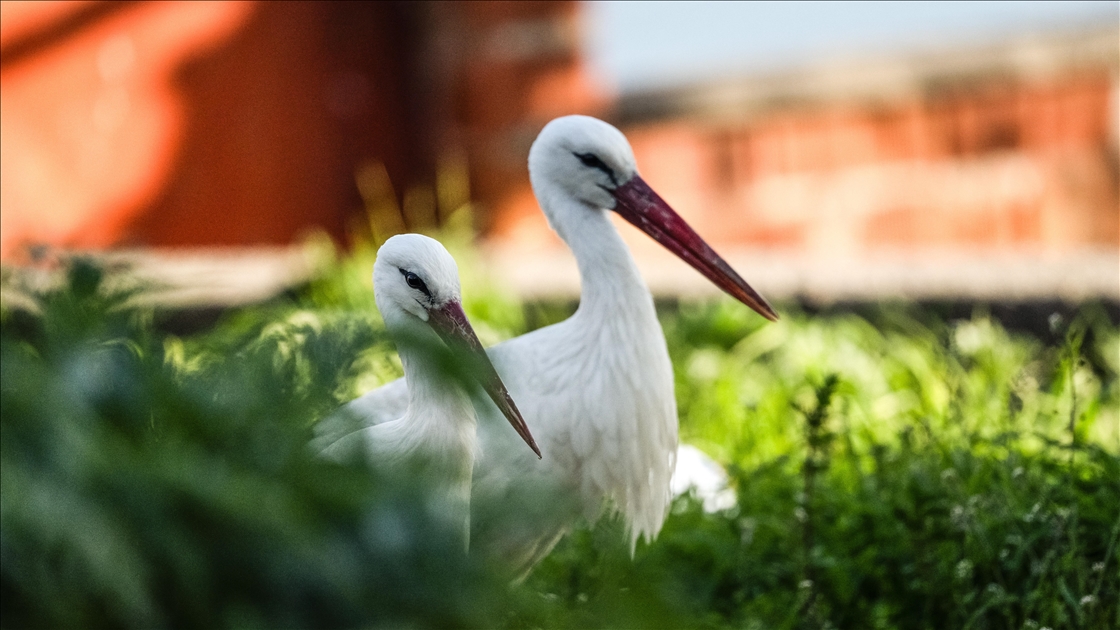 Yaren Leylek bu kez eşiyle görüntülendi