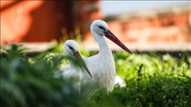 Yaren Leylek bu kez eşiyle görüntülendi
