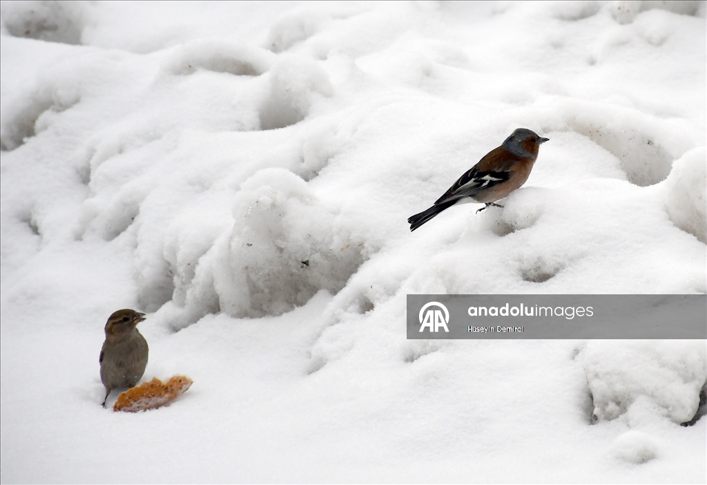 Kars'ta kar yağışı ve soğuk hava etkili oldu