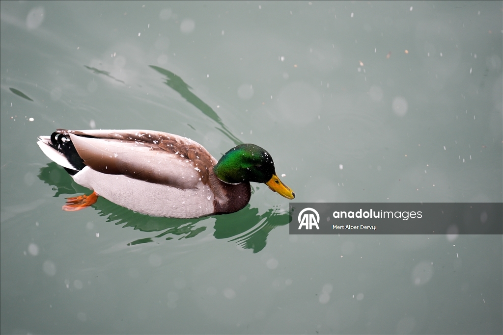 Сильный снегопад накрыл Торонто