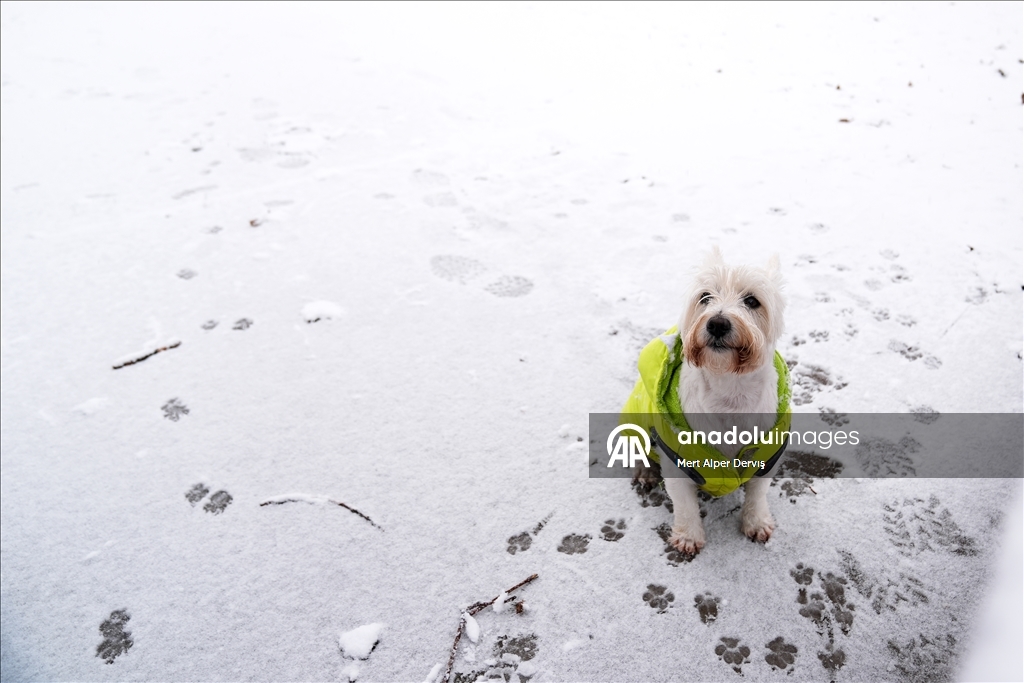 Сильный снегопад накрыл Торонто