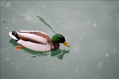 Сильный снегопад накрыл Торонто