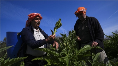 Enginar verimi ocak ve şubat yağışlarıyla arttı