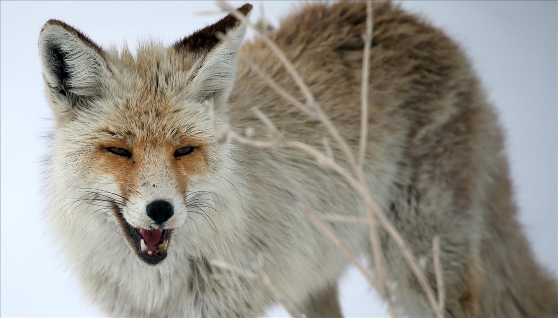 Kars'ta kızıl tilkiler avlanırken görüntülendi
