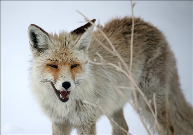 Kars'ta kızıl tilkiler avlanırken görüntülendi