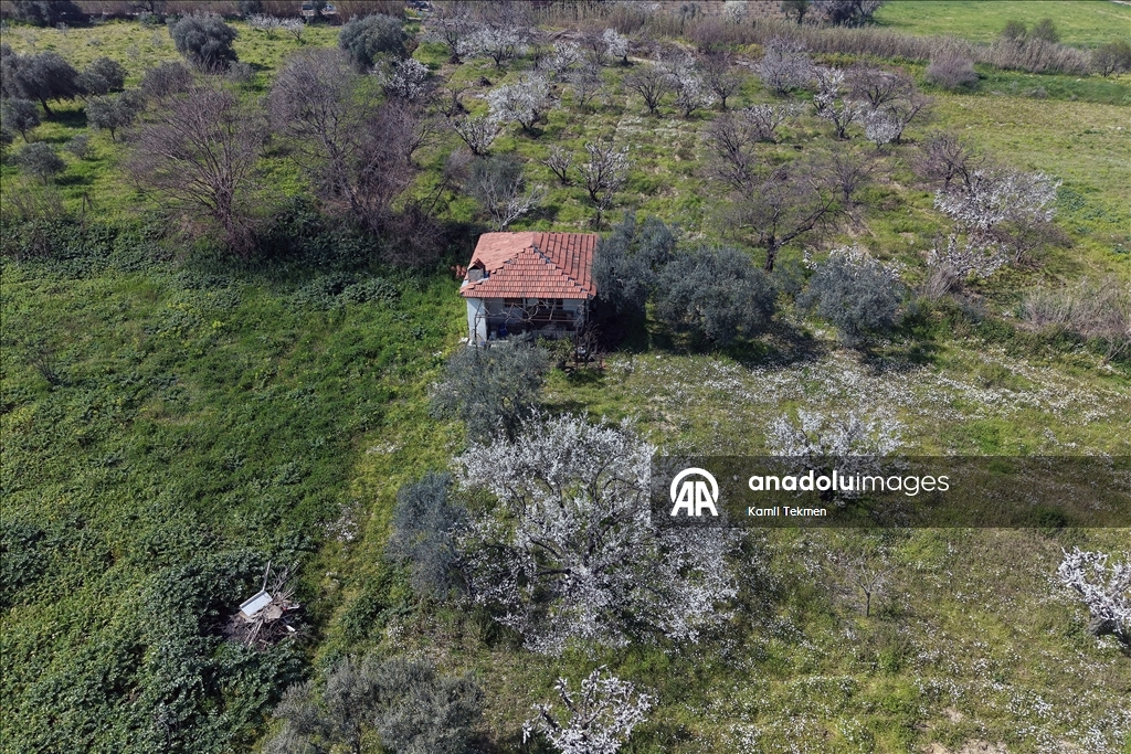 Gediz Ovası'ndaki meyve ağaçları çiçek açtı 4