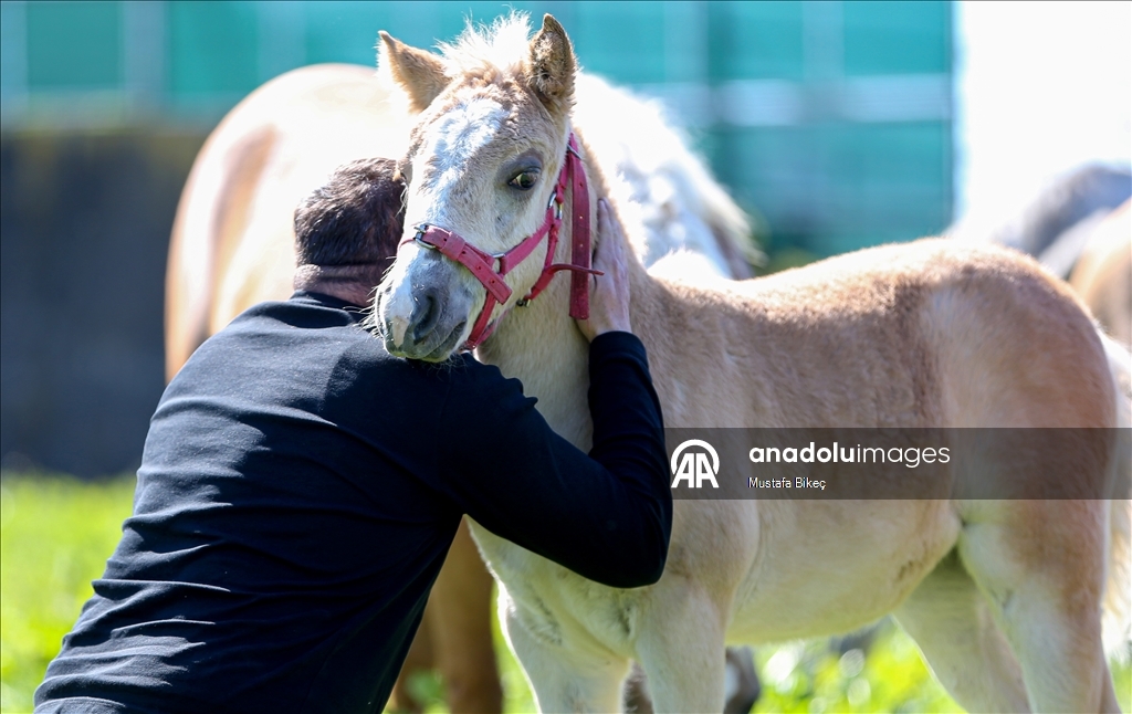 Champion candidate foals born at the TIGEM stud farm in Turkiye's Bursa