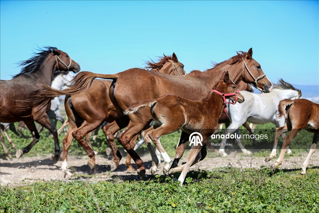 Champion candidate foals born at the TIGEM stud farm in Turkiye's Bursa