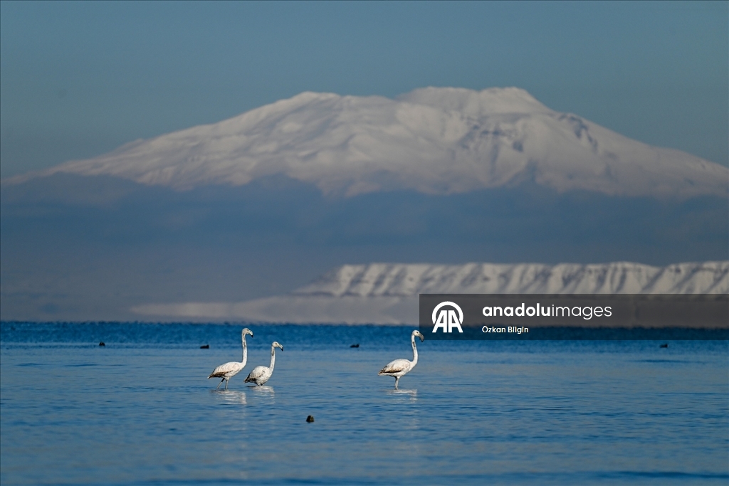 Van Gölü'nün misafirlerine kar sürprizi