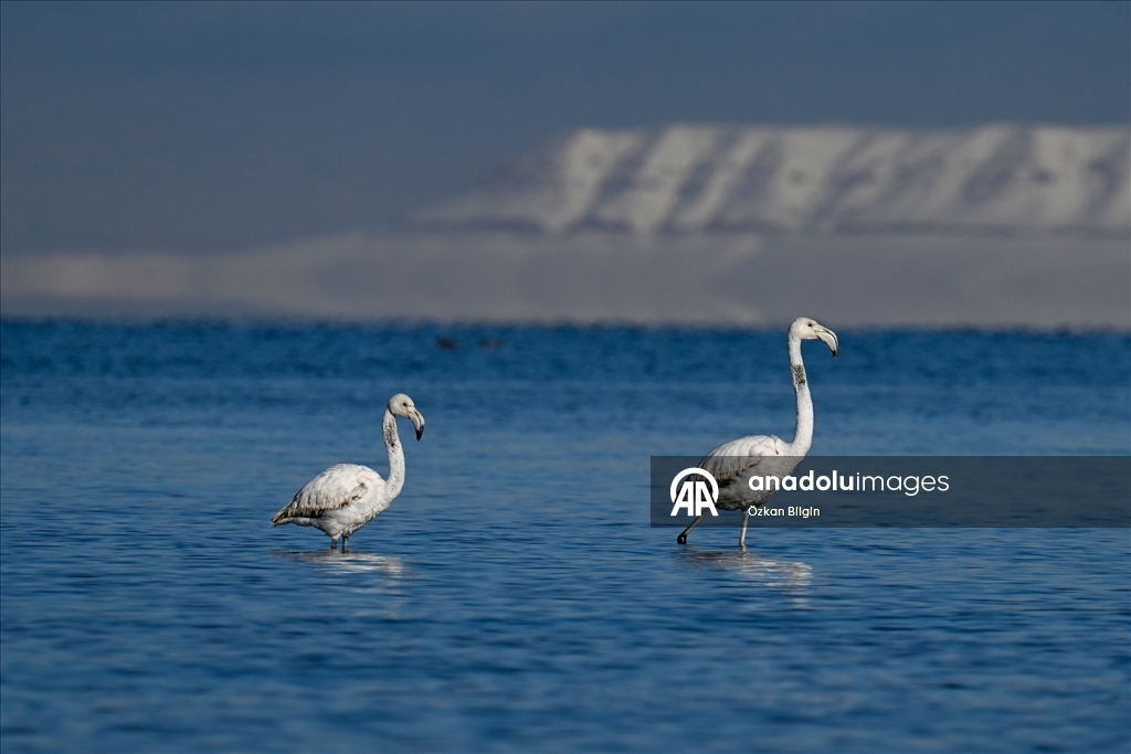 Van Gölü'nün misafirlerine kar sürprizi