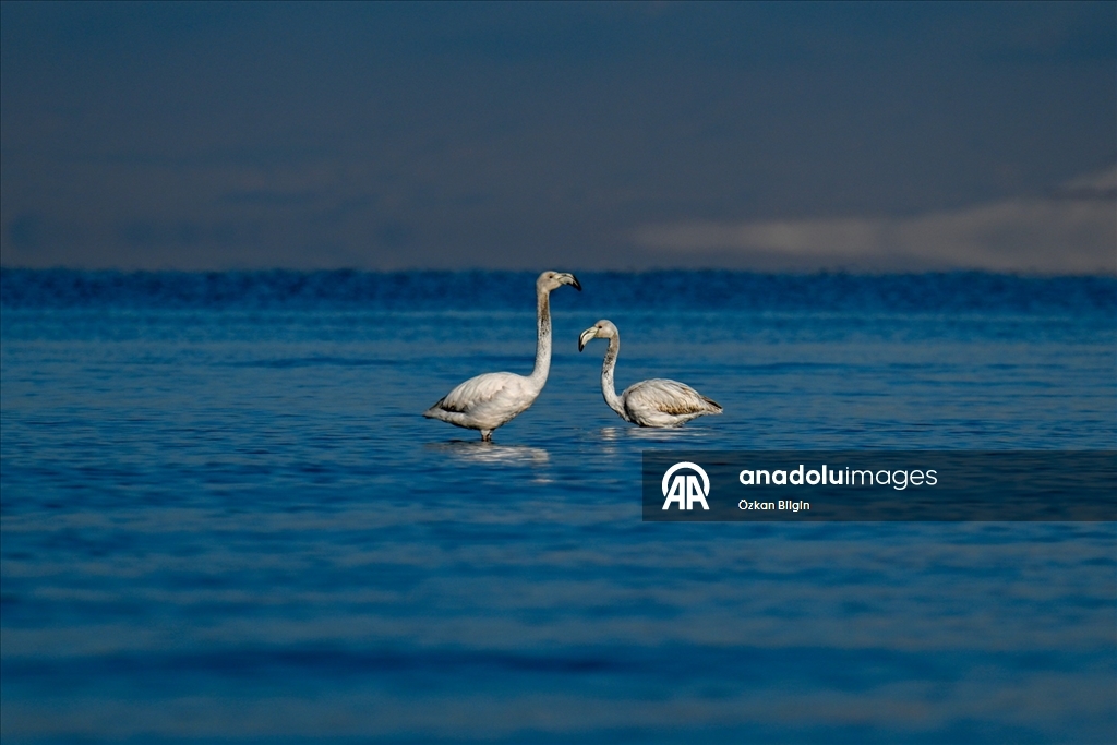 Van Gölü'nün misafirlerine kar sürprizi