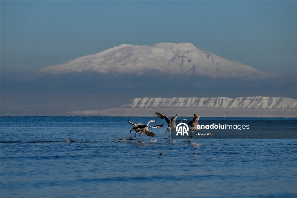 Van Gölü'nün misafirlerine kar sürprizi
