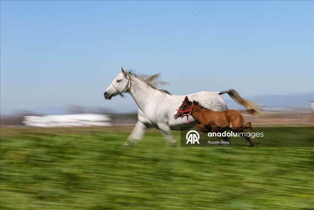 Champion candidate foals born at the TIGEM stud farm in Turkiye's Bursa