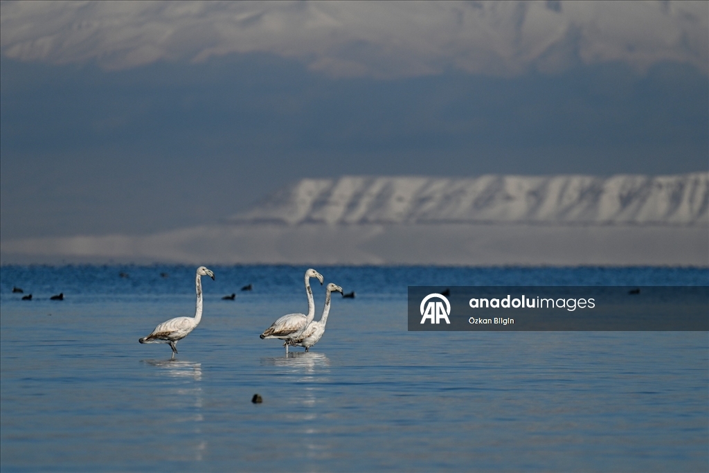 Van Gölü'nün misafirlerine kar sürprizi