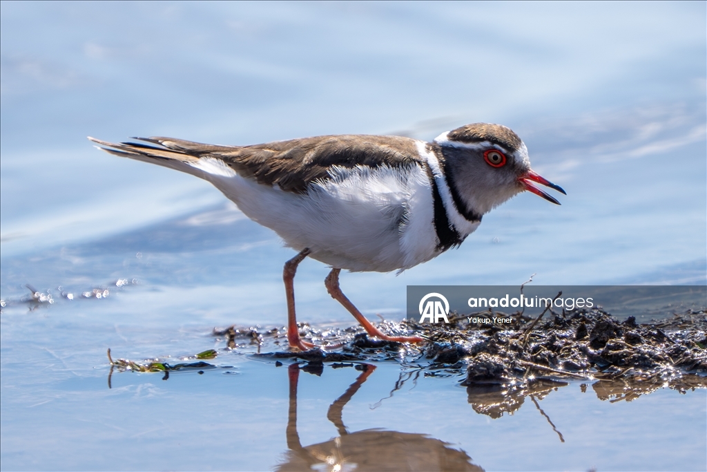 Rare bird species recorded in Turkiye's Gaziantep 
