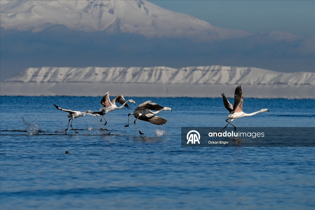 Van Gölü'nün misafirlerine kar sürprizi
