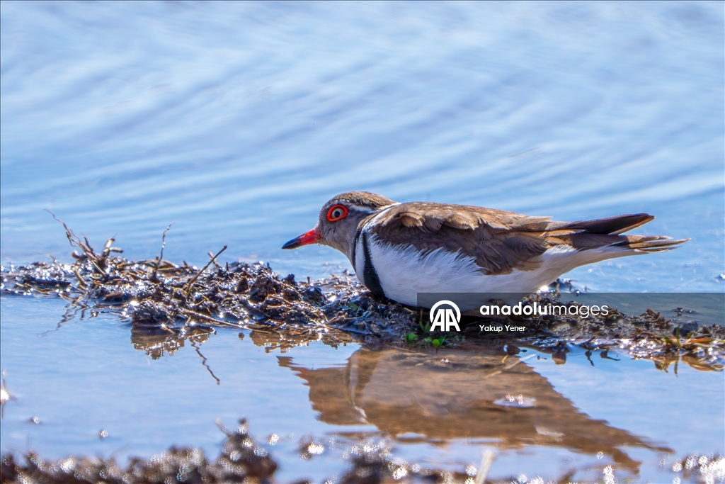 Rare bird species recorded in Turkiye's Gaziantep 