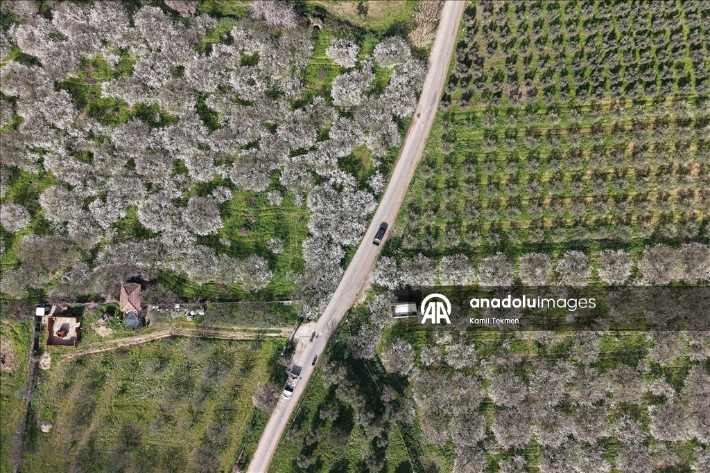 Gediz Ovası'ndaki meyve ağaçları çiçek açtı 3