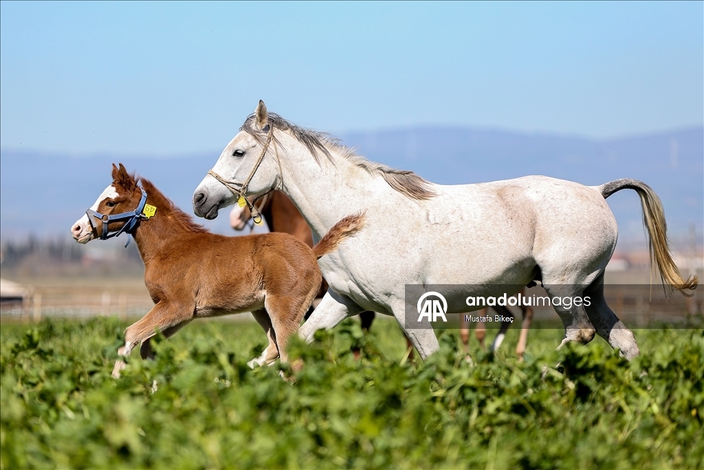 Champion candidate foals born at the TIGEM stud farm in Turkiye's Bursa