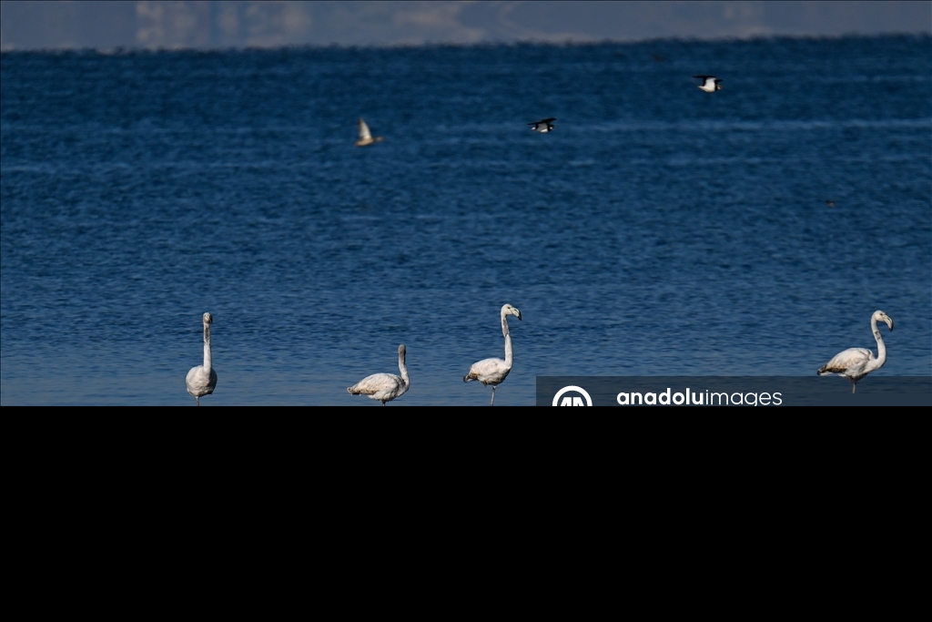 Снежный сюрприз для гостей озера Ван