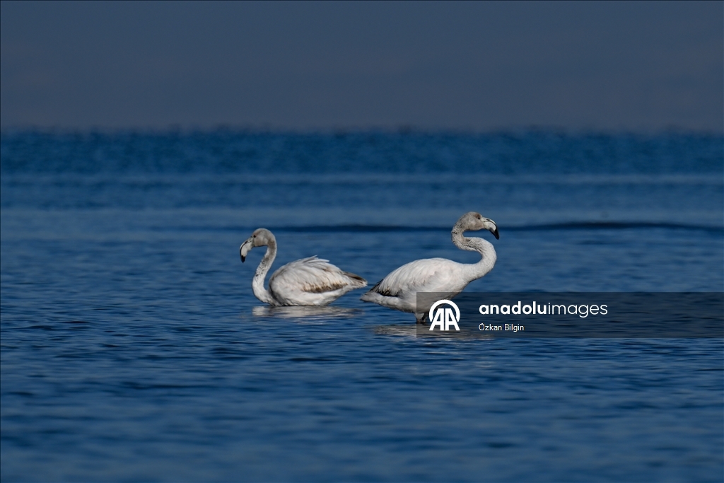 Снежный сюрприз для гостей озера Ван