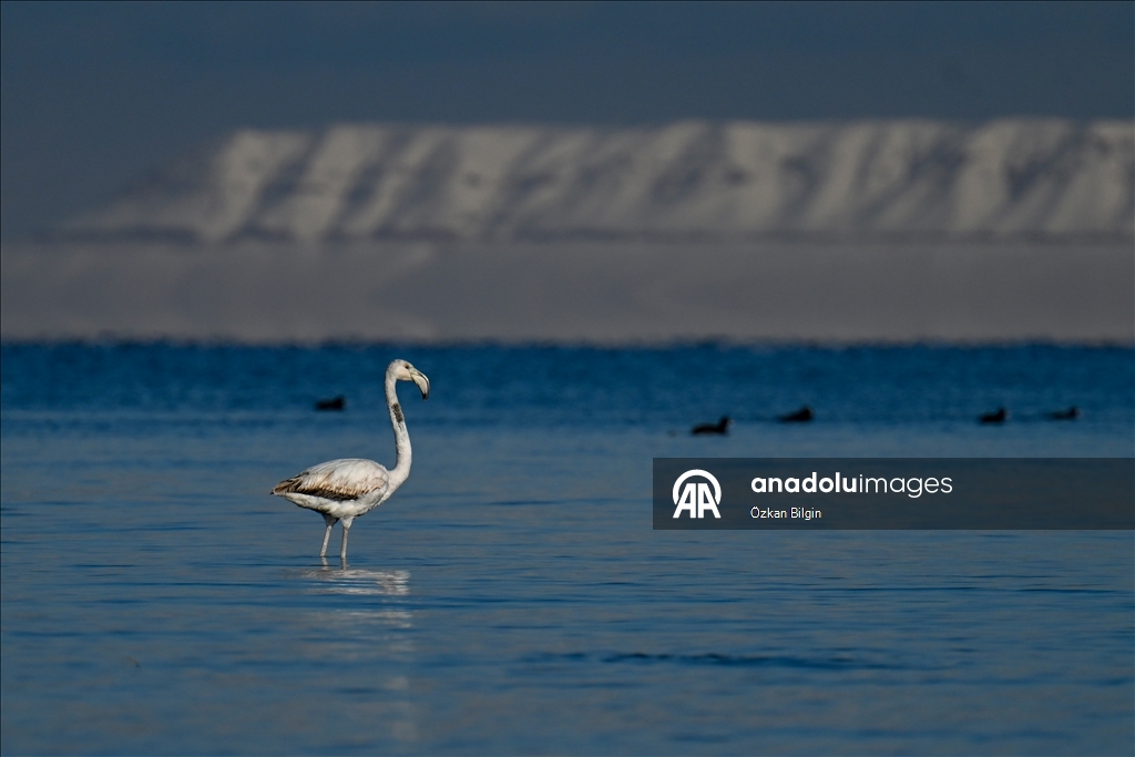 Снежный сюрприз для гостей озера Ван