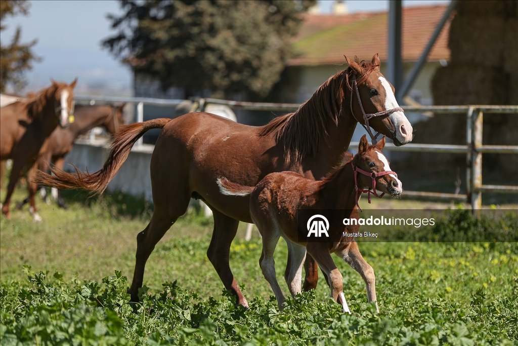Champion candidate foals born at the TIGEM stud farm in Turkiye's Bursa