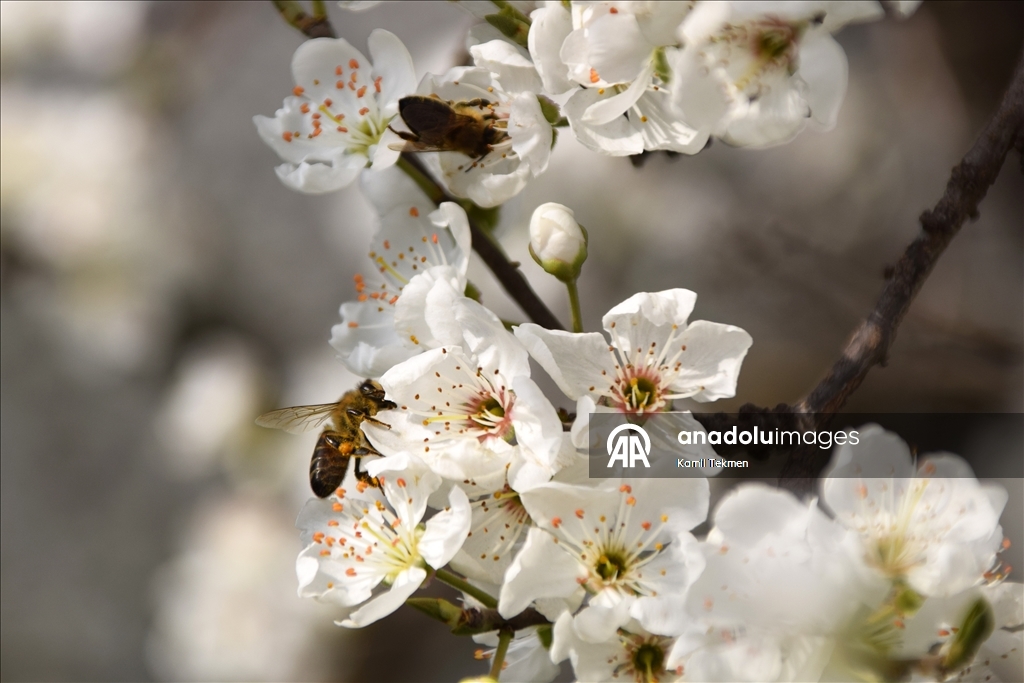 Gediz Ovası'ndaki meyve ağaçları çiçek açtı 1