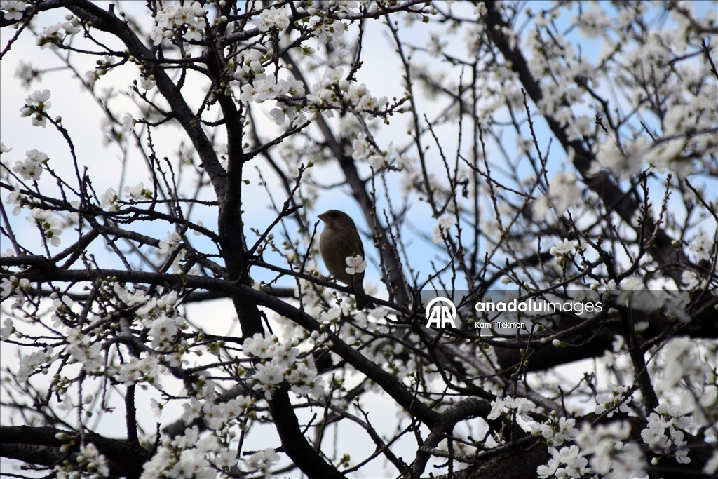 Gediz Ovası'ndaki meyve ağaçları çiçek açtı 5