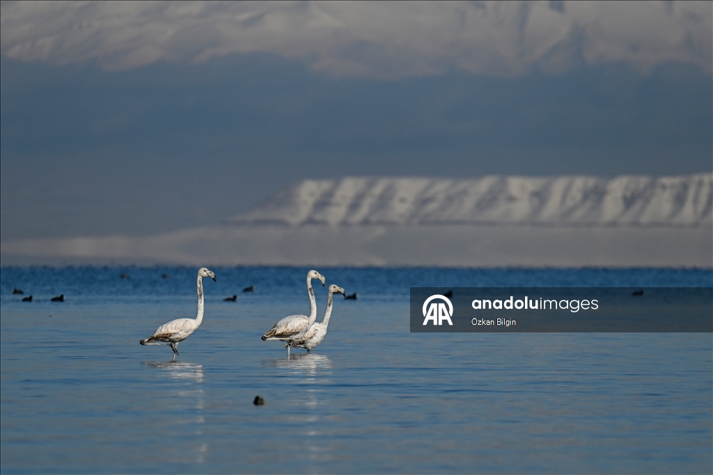 Снежный сюрприз для гостей озера Ван