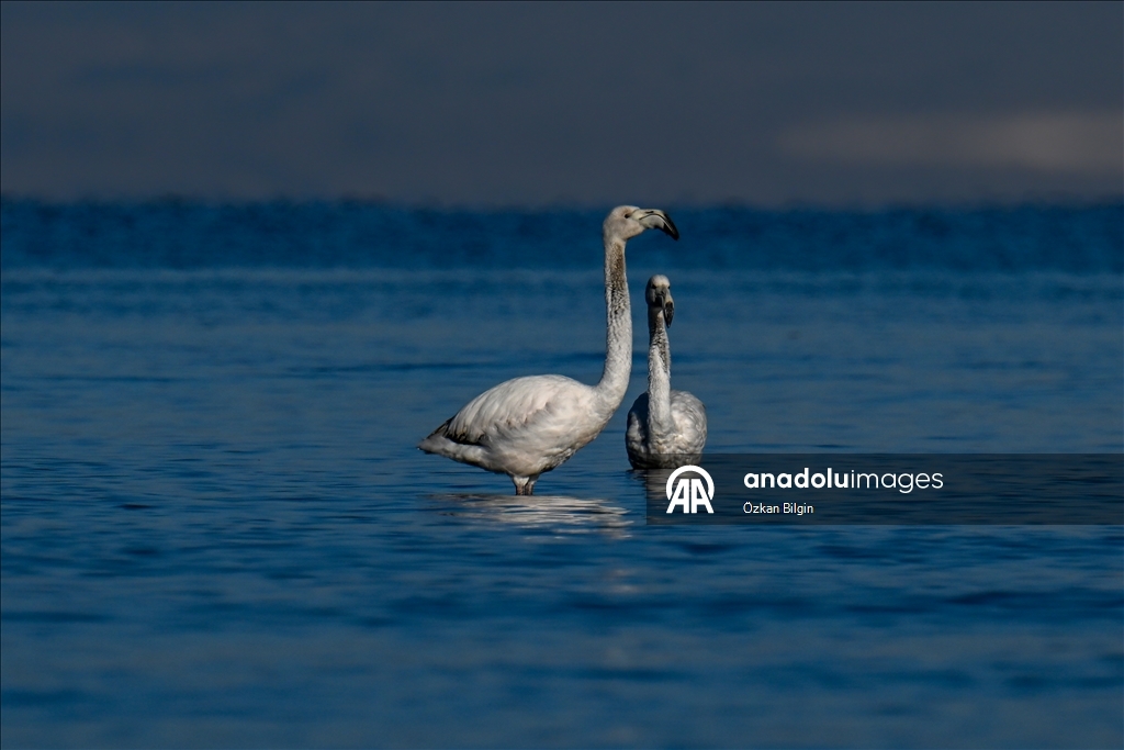 Снежный сюрприз для гостей озера Ван