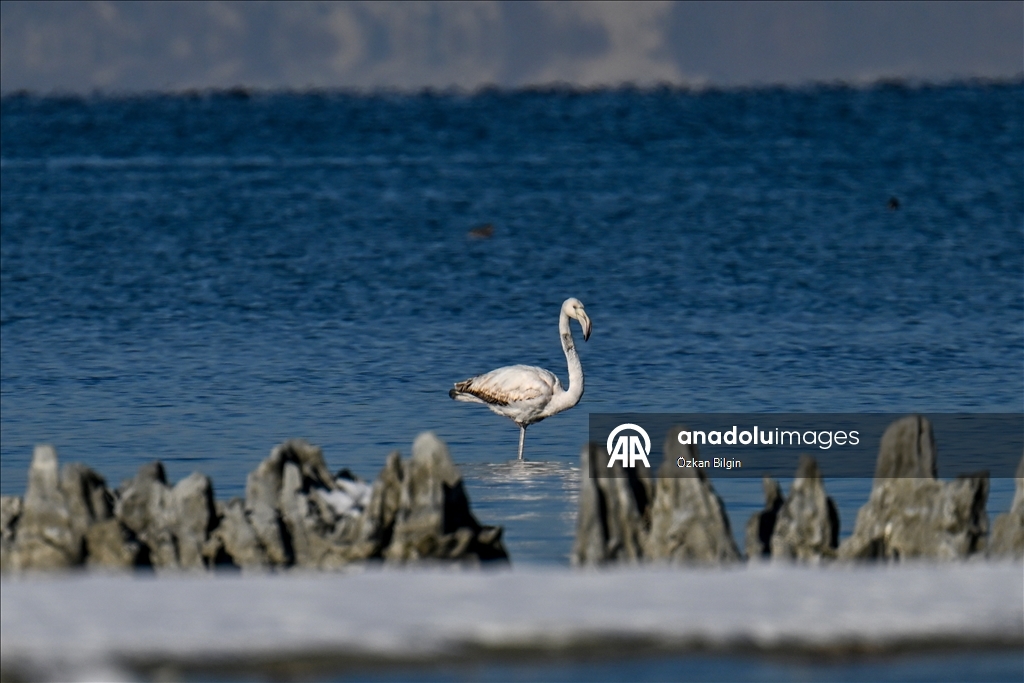 Снежный сюрприз для гостей озера Ван