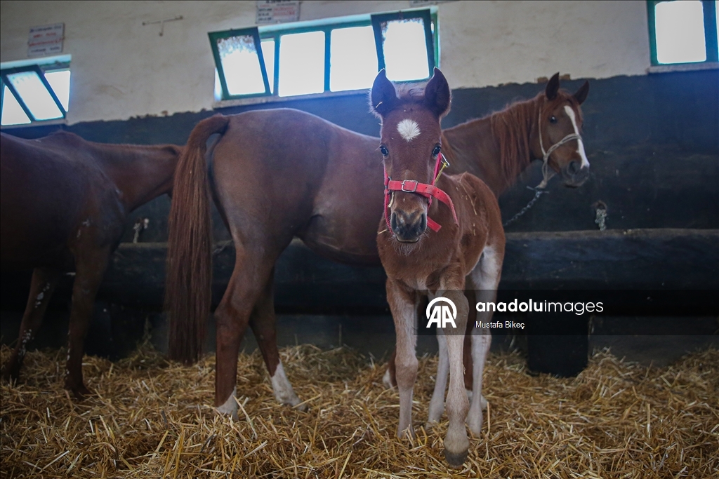 Champion candidate foals born at the TIGEM stud farm in Turkiye's Bursa
