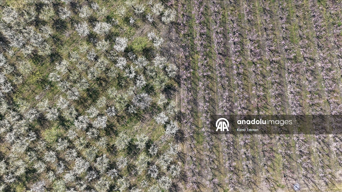 Gediz Ovası'ndaki meyve ağaçları çiçek açtı