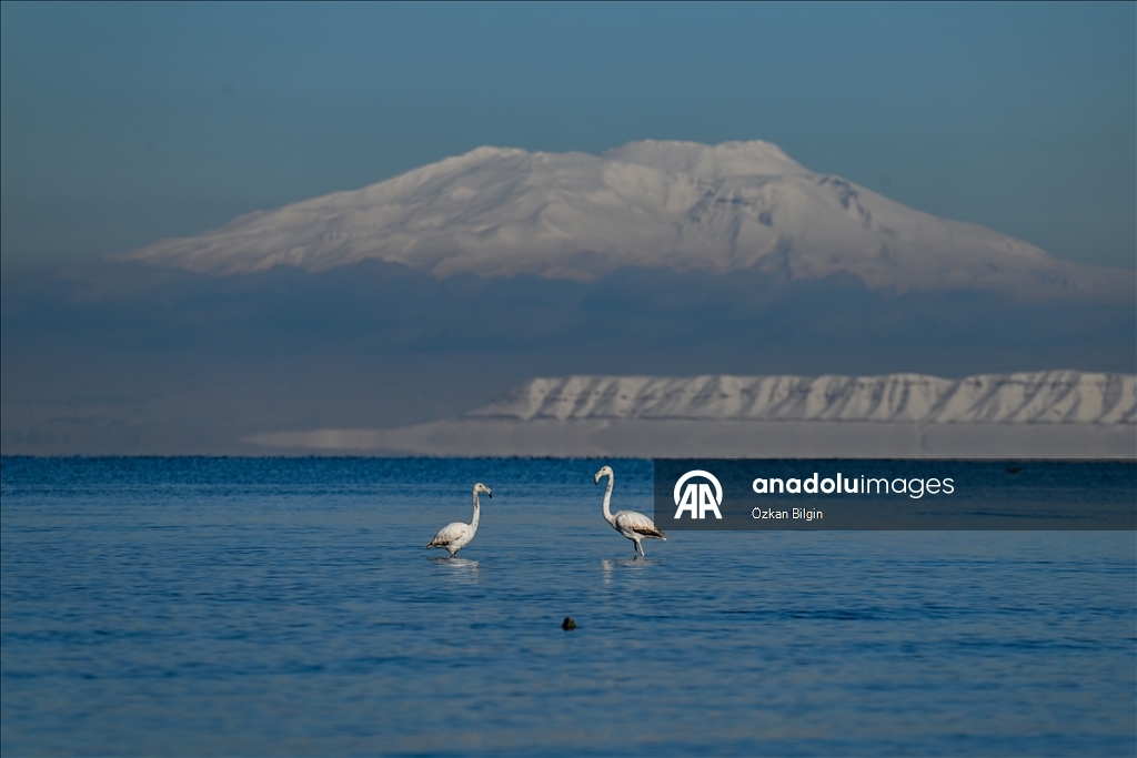 Снежный сюрприз для гостей озера Ван