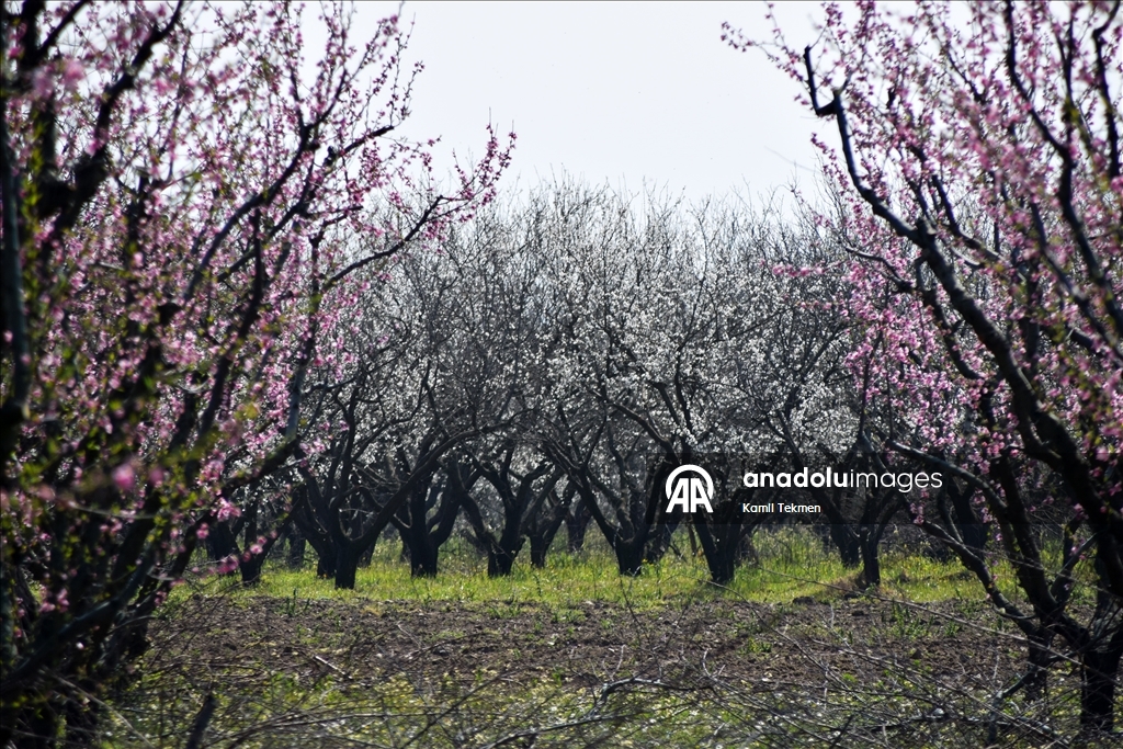 Gediz Ovası'ndaki meyve ağaçları çiçek açtı 6