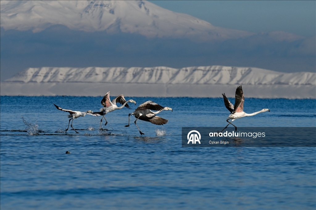 Снежный сюрприз для гостей озера Ван