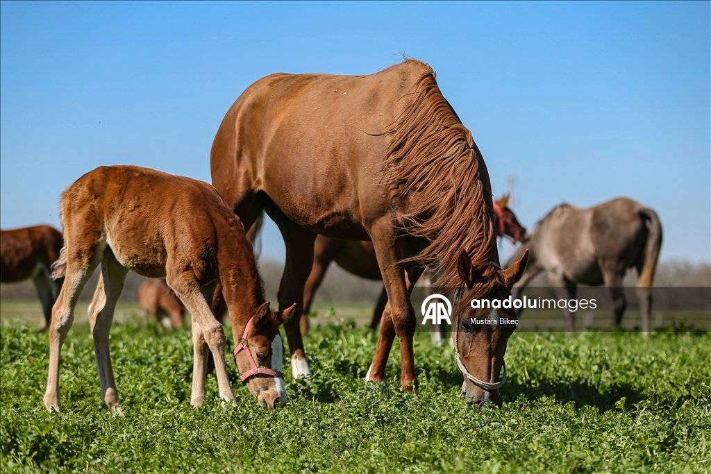 Champion candidate foals born at the TIGEM stud farm in Turkiye's Bursa