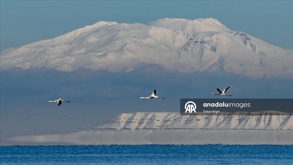 Van Gölü'nün misafirlerine kar sürprizi