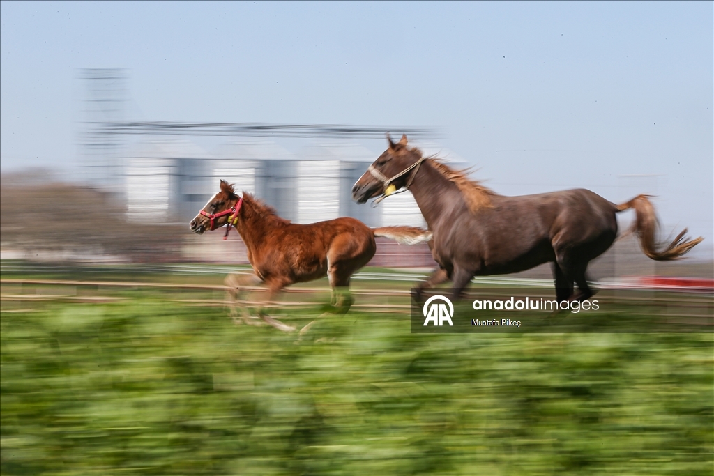Champion candidate foals born at the TIGEM stud farm in Turkiye's Bursa